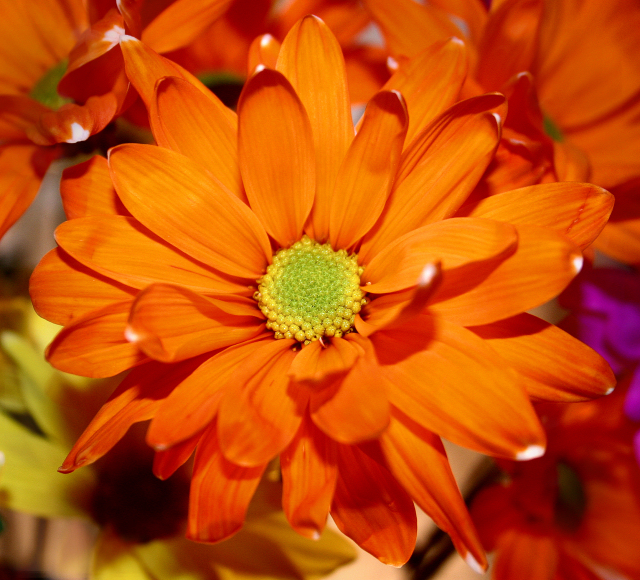 Orange Flower