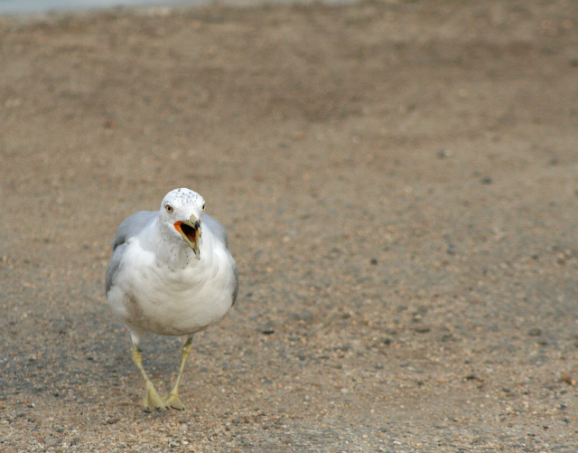 Crazy Seagull