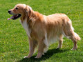 Hunter, at play, 1.jpg