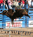 Flying Bull