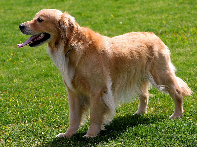 Hunter, at play, 1.jpg