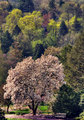 Morris Arboretum_4591.jpg