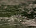 Stop, Drop and Splash