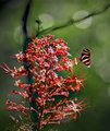 dfly 3391 1ed-s.jpg