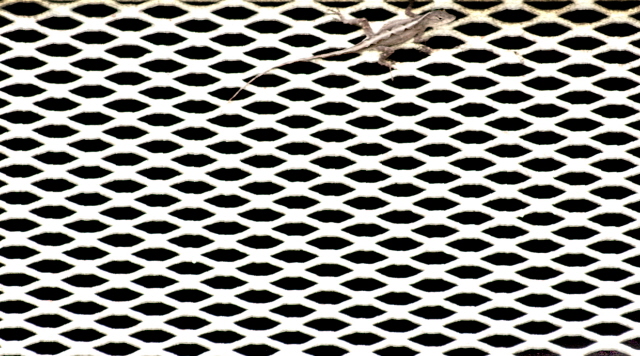 3334 lizard rs.jpg