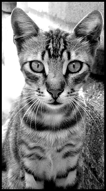 the cat