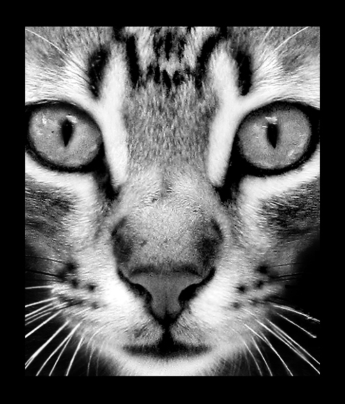 _cat_
