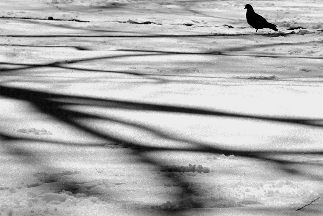 a bird