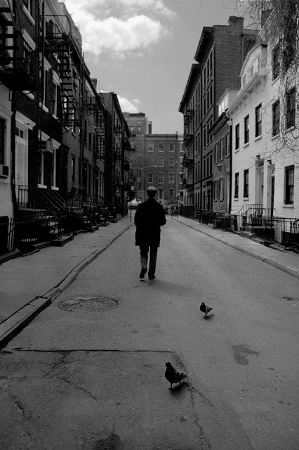 two pigeons