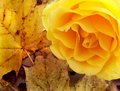 fallrose_filtered.jpg
