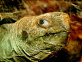 tortoisesfwsm.jpg