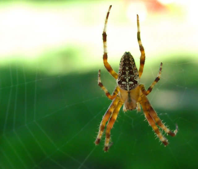 spider.jpg