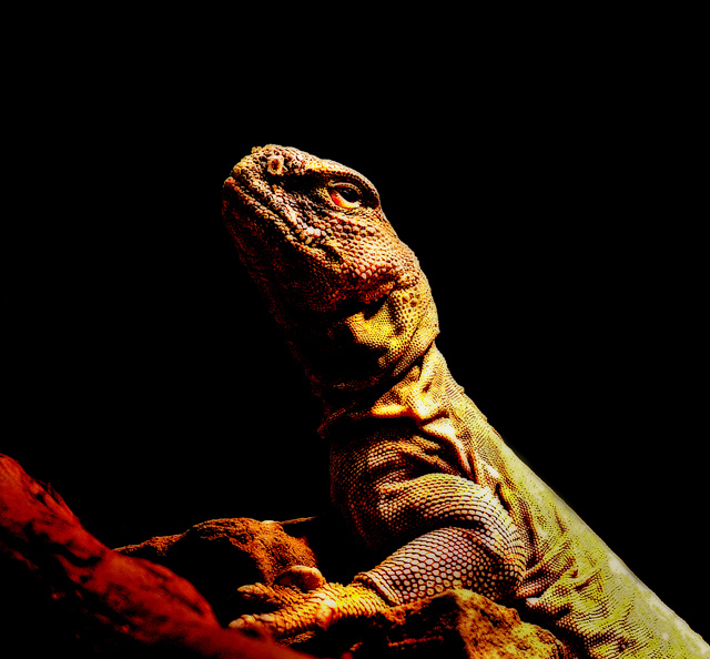 lizard2gothicglowcompentry.jpg