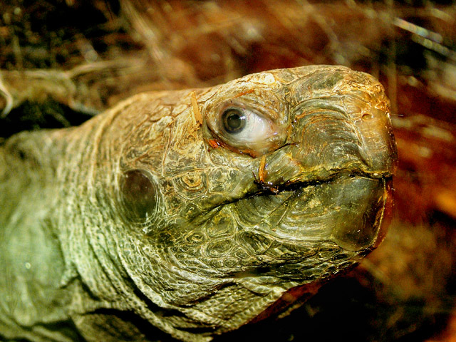 tortoisesfwsm.jpg