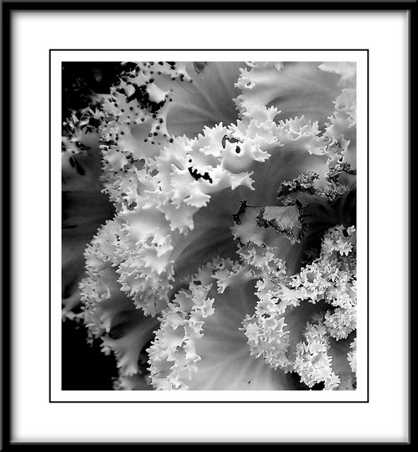 abstractplant_filtsfw.jpg