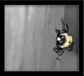 Creeping Bee