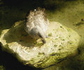 Duck at water