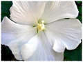 Wicked Flower