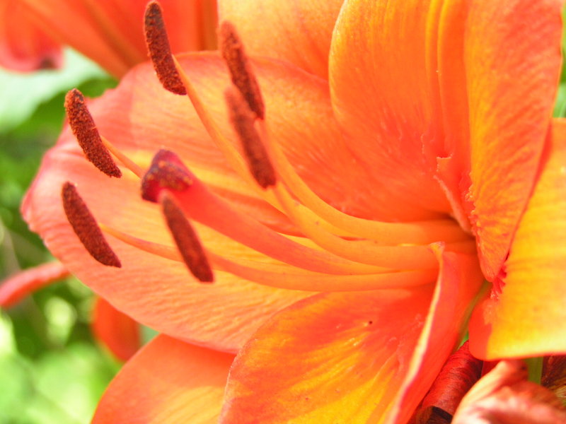 Orange Grin