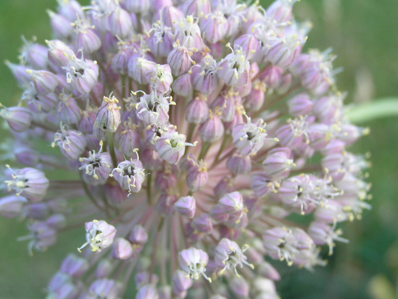 Natures Firework