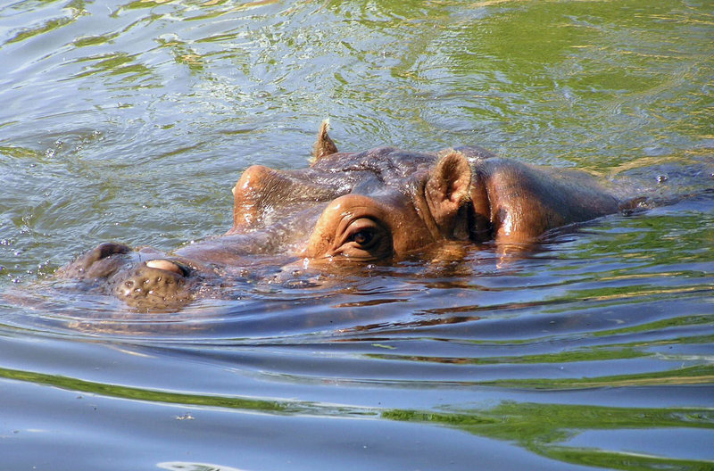 River Horse