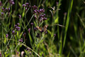 Butterfly 02.jpg