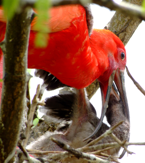 Red-Ibis-(1).jpg