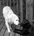 Black & White.jpg