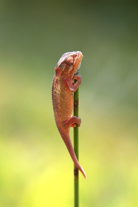 Little Chameleon