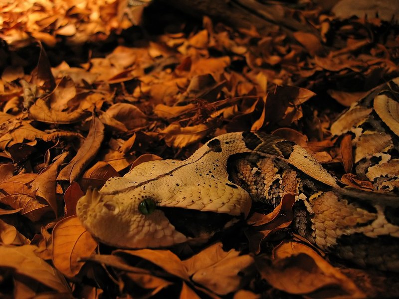 Adder.jpg