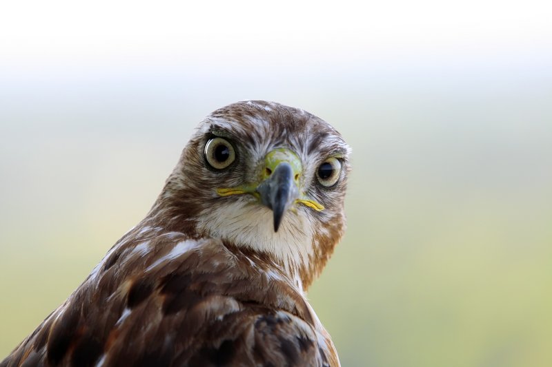 Red Tail