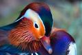 Mandrine Duck