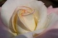 Morning Rose