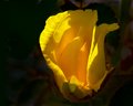 Yellow Rose Bud