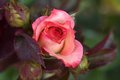 Classic Rose