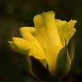 Yellow Rose