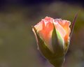 Peach Delight
