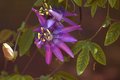 Passion Flower