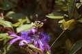Passion Flower Two