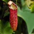 Pitcher Plant