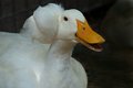 White Cap Duck