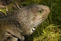 Iguana