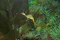 Sea Horse II