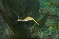 Sea Horse III