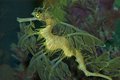 Sea Dragon II