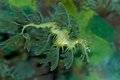 Sea Dragon IV