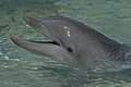 Frolicking Dolphin