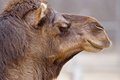 Regal Camel