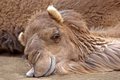 Layed Back Camel