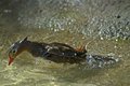 Diving Duck